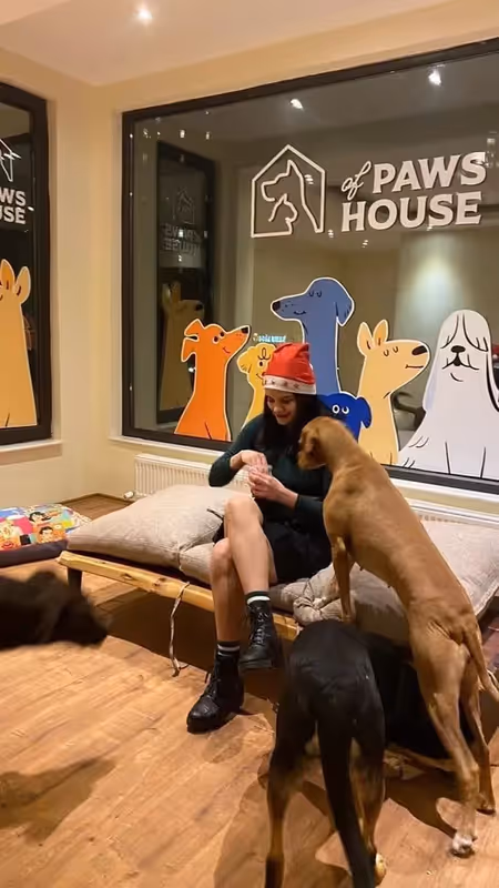 Paws of House | Köpek Konaklama Merkezi Ankara kedi ve köpek oteli - Galeri görseli 8/20 | PawBooking