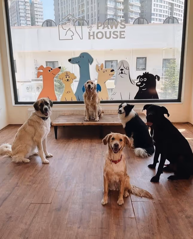 Paws of House | Köpek Konaklama Merkezi Ankara kedi ve köpek oteli - Galeri görseli 9/20 | PawBooking