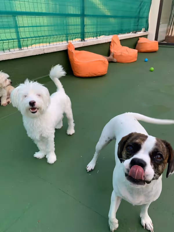 Paws of House | Köpek Konaklama Merkezi Ankara kedi ve köpek oteli - Galeri görseli 12/20 | PawBooking
