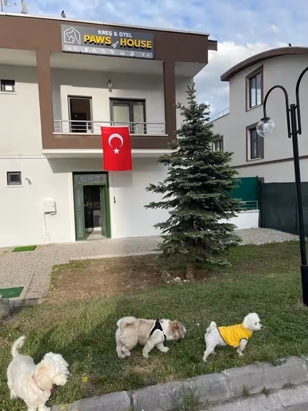 Paws of House | Köpek Konaklama Merkezi Ankara kedi ve köpek oteli - Galeri görseli 13/20 | PawBooking