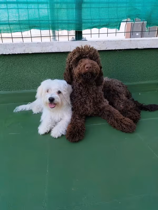 Paws of House | Köpek Konaklama Merkezi Ankara kedi ve köpek oteli - Galeri görseli 16/20 | PawBooking
