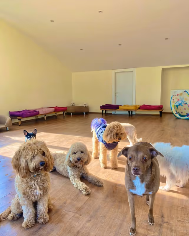 Paws of House | Köpek Konaklama Merkezi Ankara kedi ve köpek oteli - Galeri görseli 19/20 | PawBooking