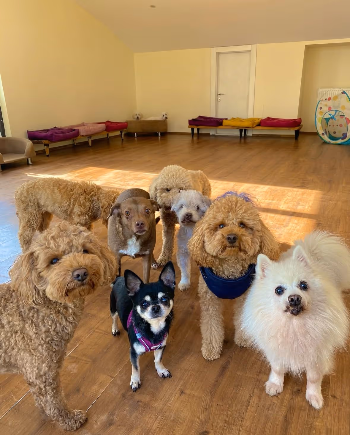 Paws of House | Köpek Konaklama Merkezi Ankara evcil hayvan pet hotelleri Pawbooking Paws of House | Köpek Konaklama Merkezi Ankara evcil hayvan pet hotelleri Pawbooking