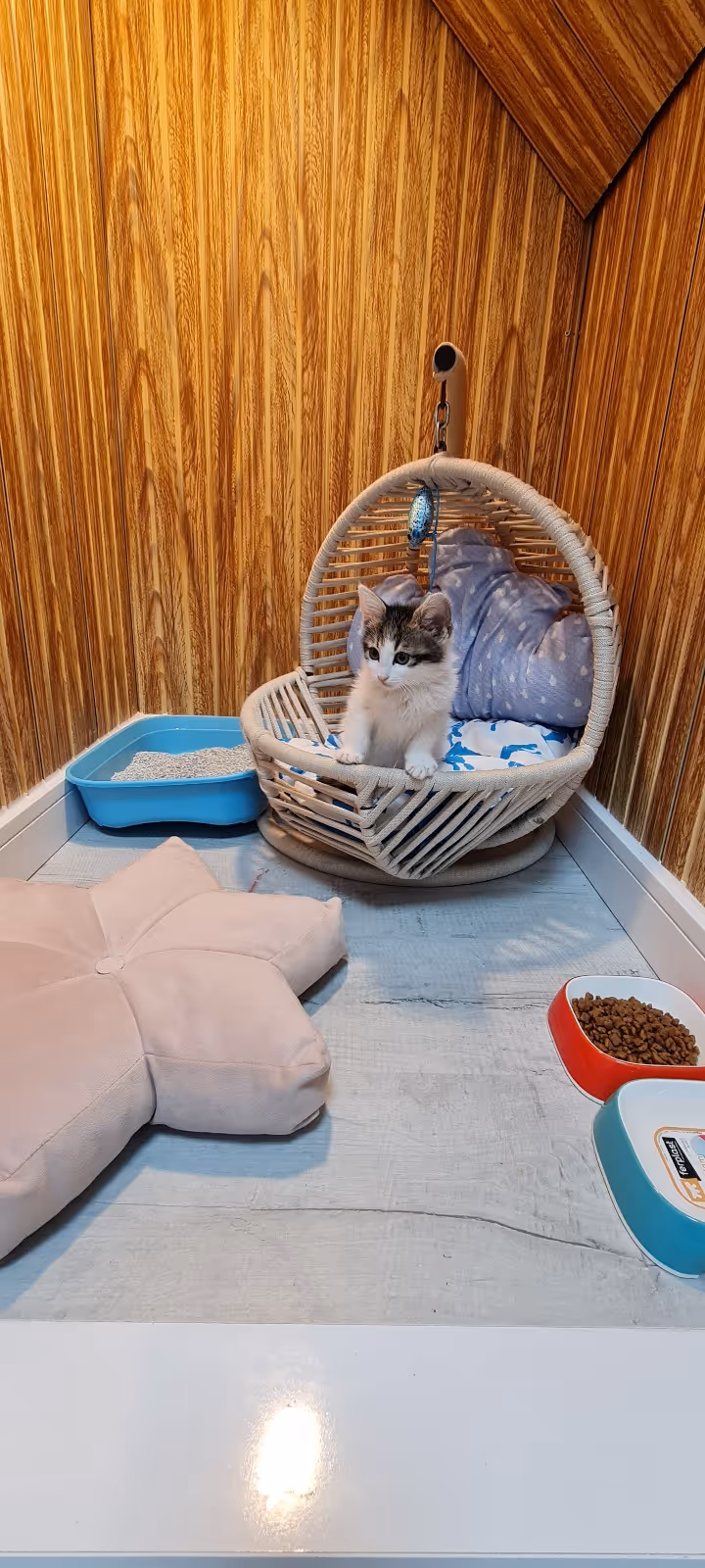 Hepsi Patime Cat's Hotel | Kedi Oteli Antalya evcil hayvan pet hotelleri Pawbooking Hepsi Patime Cat's Hotel | Kedi Oteli Antalya evcil hayvan pet hotelleri Pawbooking