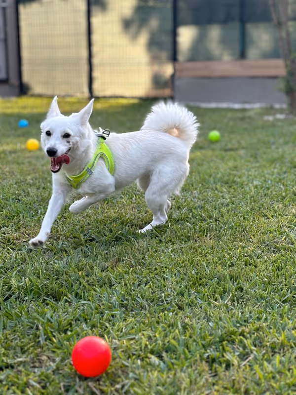 Zoofex Evcil Hayvan Oteli | Köpek Oteli Antalya kedi ve köpek oteli - Galeri görseli 2/9 | PawBooking