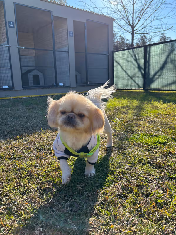 Zoofex Evcil Hayvan Oteli | Köpek Oteli Antalya kedi ve köpek oteli - Galeri görseli 7/9 | PawBooking