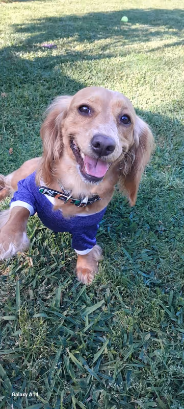 Zoofex Evcil Hayvan Oteli | Köpek Oteli Antalya kedi ve köpek oteli - Galeri görseli 8/9 | PawBooking