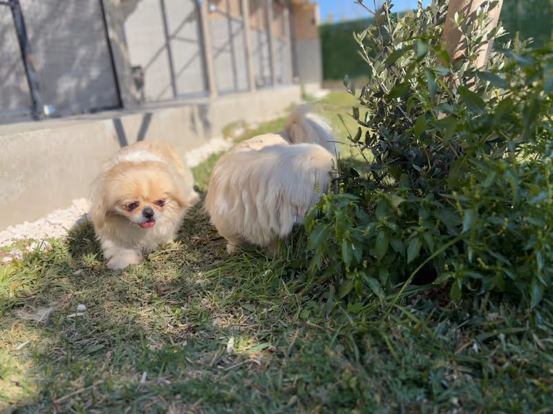 Zoofex Evcil Hayvan Oteli | Köpek Oteli Antalya kedi ve köpek oteli - Galeri görseli 9/9 | PawBooking