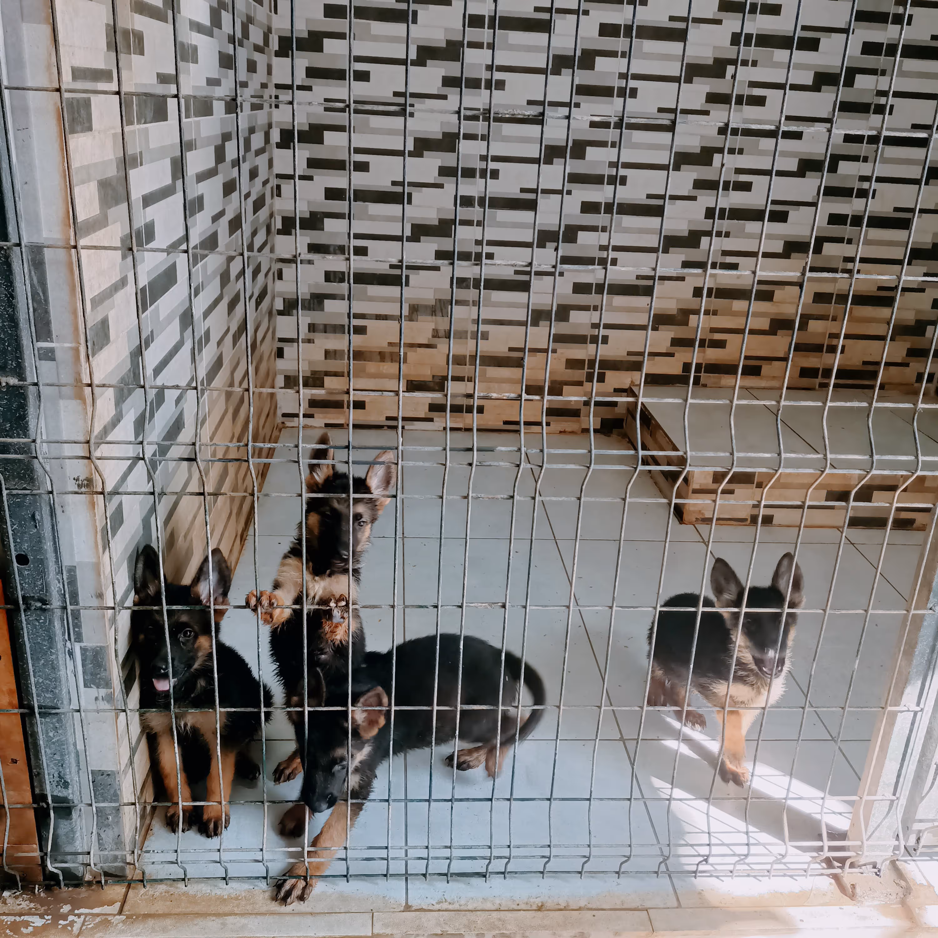 Antalya Dog Club Antalya evcil hayvan pet hotelleri Pawbooking Antalya Dog Club Antalya evcil hayvan pet hotelleri Pawbooking