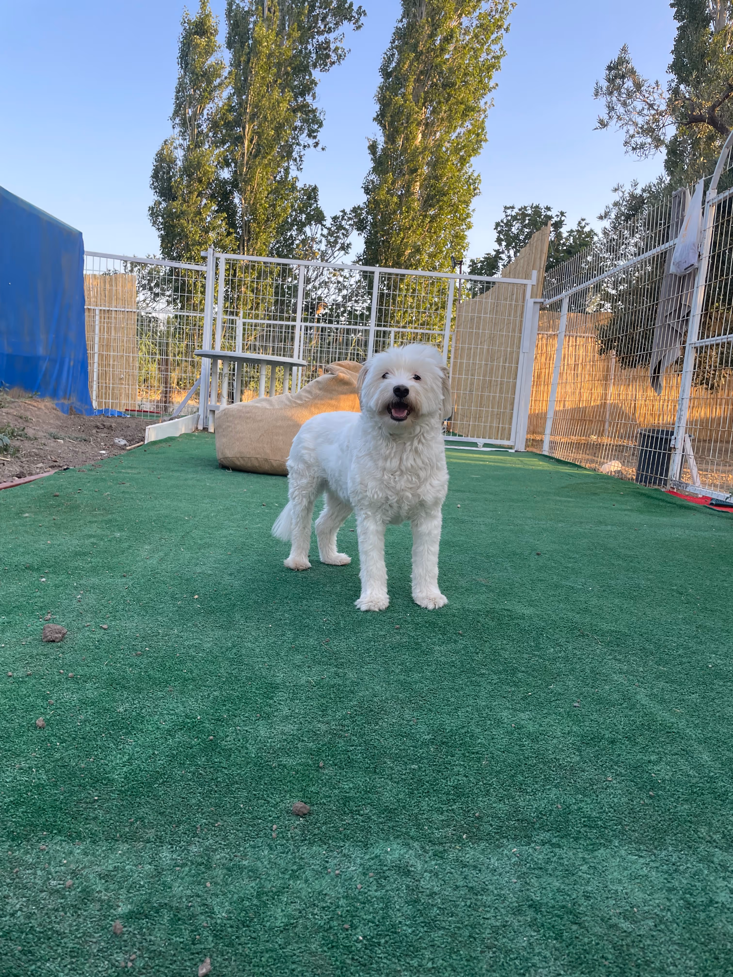 Pets Paradise KEM