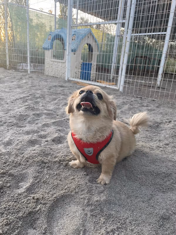 Pets Paradise KEM - Köpek Oteli Balıkesir kedi ve köpek oteli - Galeri görseli 6/26 | PawBooking