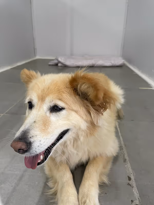Pets Paradise KEM - Köpek Oteli Balıkesir kedi ve köpek oteli - Galeri görseli 7/26 | PawBooking