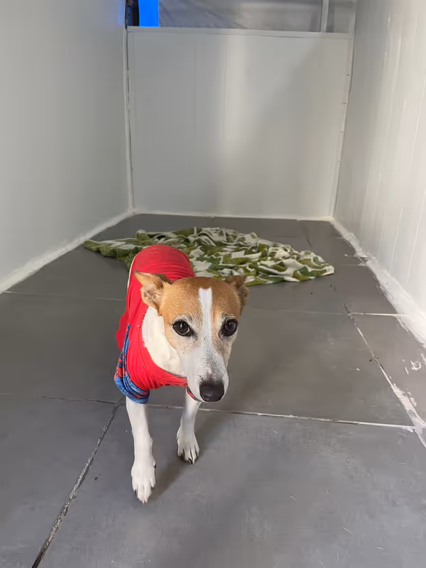 Pets Paradise KEM - Köpek Oteli Balıkesir kedi ve köpek oteli - Galeri görseli 8/26 | PawBooking