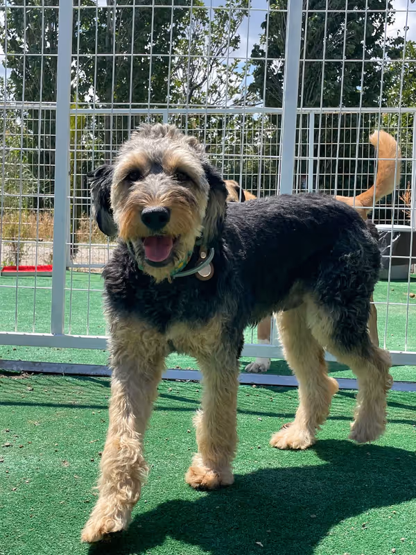 Pets Paradise KEM - Köpek Oteli Balıkesir kedi ve köpek oteli - Galeri görseli 9/26 | PawBooking