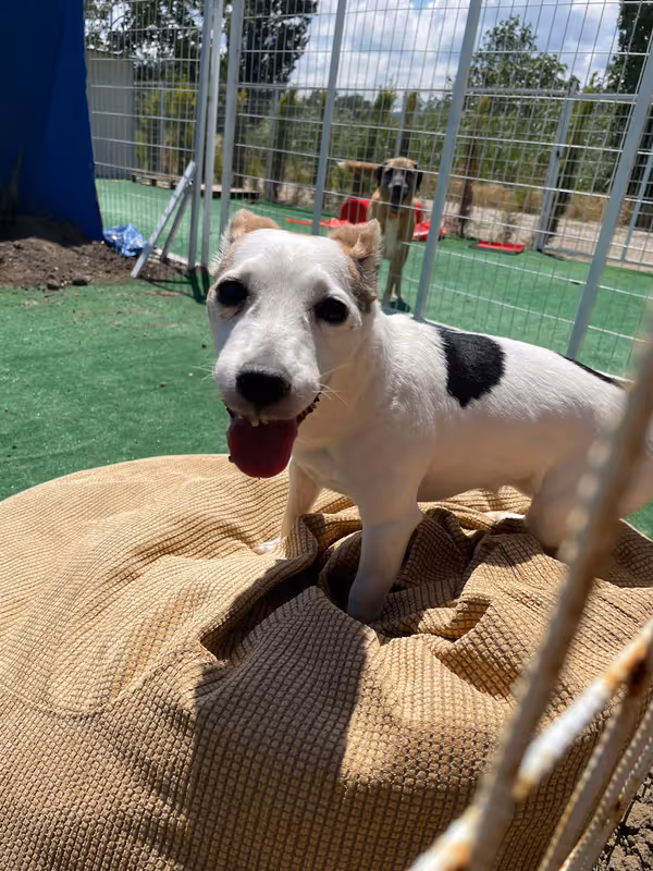 Pets Paradise KEM - Köpek Oteli Balıkesir kedi ve köpek oteli - Galeri görseli 10/26 | PawBooking