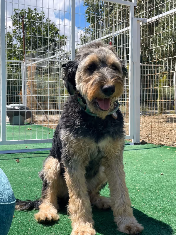 Pets Paradise KEM - Köpek Oteli Balıkesir kedi ve köpek oteli - Galeri görseli 11/26 | PawBooking