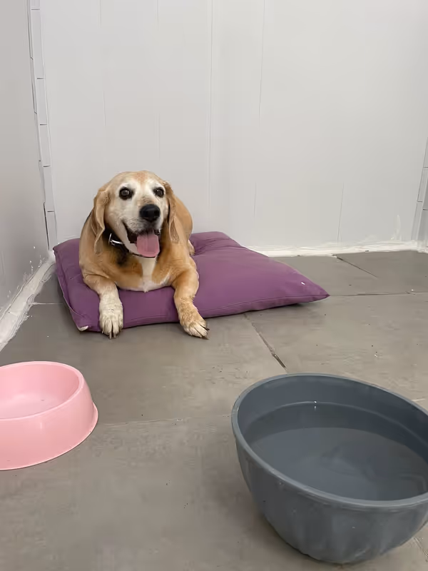 Pets Paradise KEM - Köpek Oteli Balıkesir kedi ve köpek oteli - Galeri görseli 13/26 | PawBooking