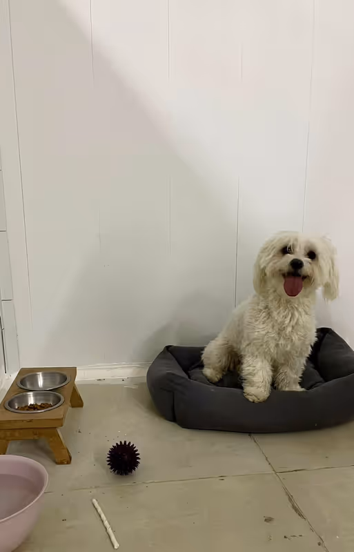Pets Paradise KEM - Köpek Oteli Balıkesir kedi ve köpek oteli - Galeri görseli 14/26 | PawBooking