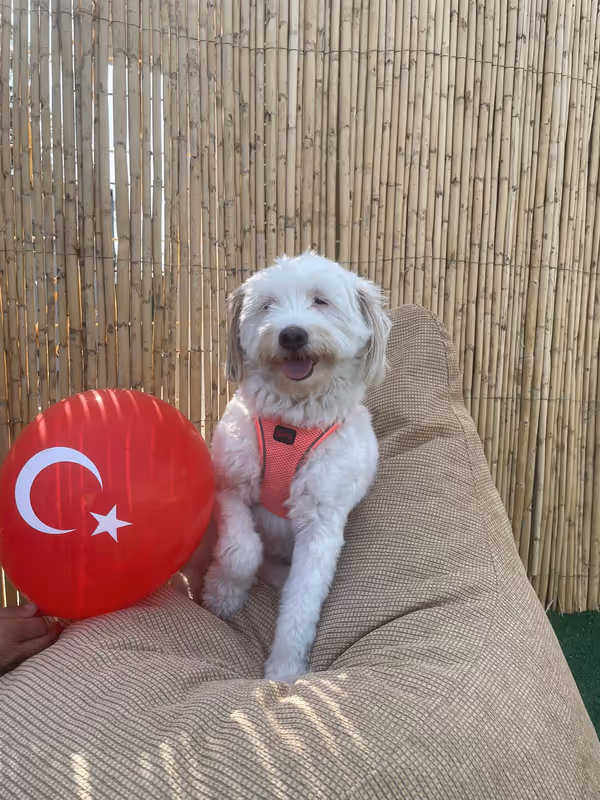 Pets Paradise KEM - Köpek Oteli Balıkesir kedi ve köpek oteli - Galeri görseli 15/26 | PawBooking
