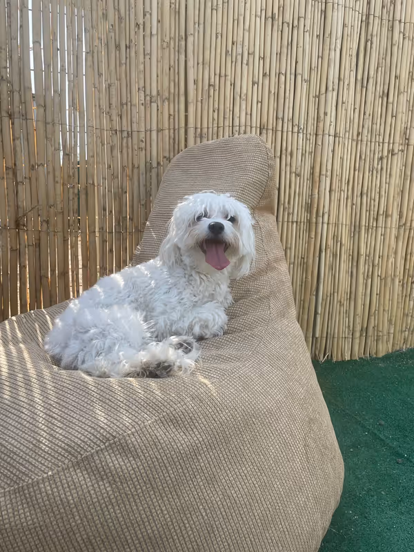 Pets Paradise KEM - Köpek Oteli Balıkesir kedi ve köpek oteli - Galeri görseli 17/26 | PawBooking