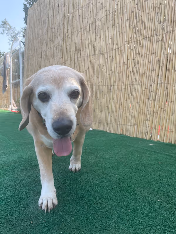 Pets Paradise KEM - Köpek Oteli Balıkesir kedi ve köpek oteli - Galeri görseli 18/26 | PawBooking