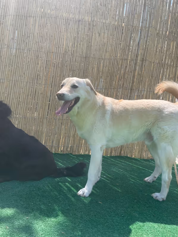 Pets Paradise KEM - Köpek Oteli Balıkesir kedi ve köpek oteli - Galeri görseli 19/26 | PawBooking