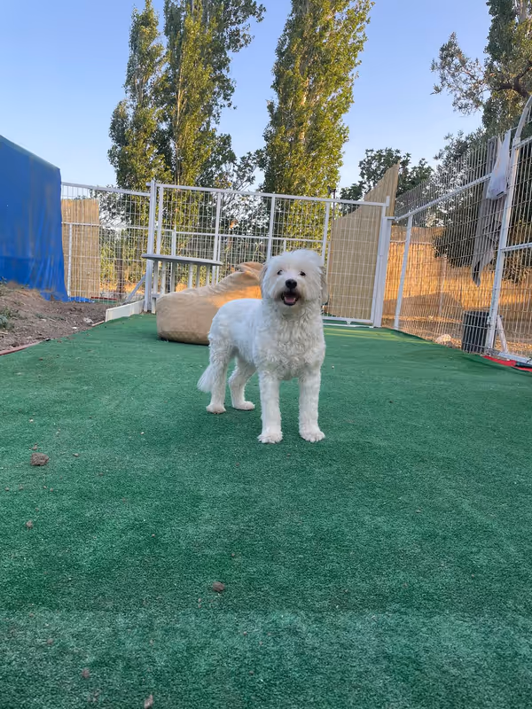 Pets Paradise KEM - Köpek Oteli Balıkesir kedi ve köpek oteli - Galeri görseli 20/26 | PawBooking