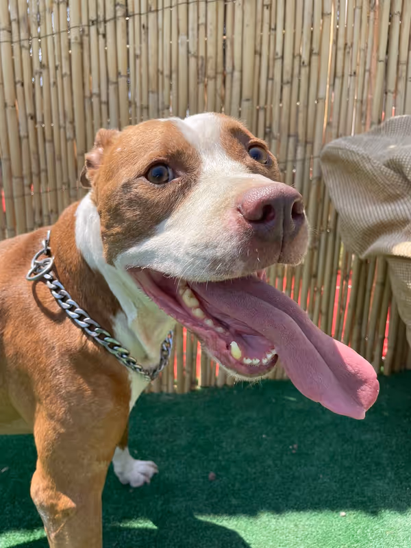 Pets Paradise KEM - Köpek Oteli Balıkesir kedi ve köpek oteli - Galeri görseli 21/26 | PawBooking