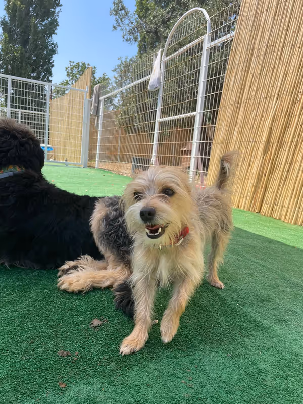 Pets Paradise KEM - Köpek Oteli Balıkesir kedi ve köpek oteli - Galeri görseli 22/26 | PawBooking