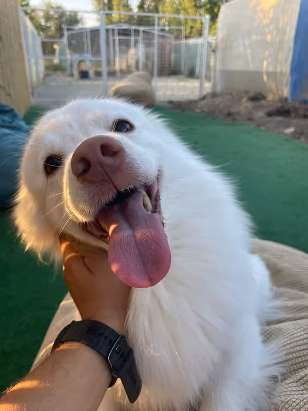 Pets Paradise KEM - Köpek Oteli Balıkesir kedi ve köpek oteli - Galeri görseli 24/26 | PawBooking