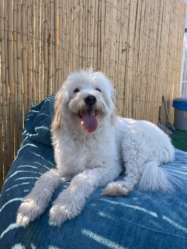 Pets Paradise KEM - Köpek Oteli Balıkesir kedi ve köpek oteli - Galeri görseli 25/26 | PawBooking