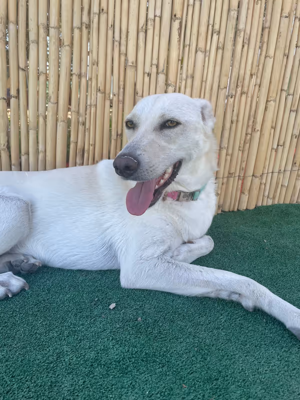 Pets Paradise KEM - Köpek Oteli Balıkesir kedi ve köpek oteli - Galeri görseli 26/26 | PawBooking