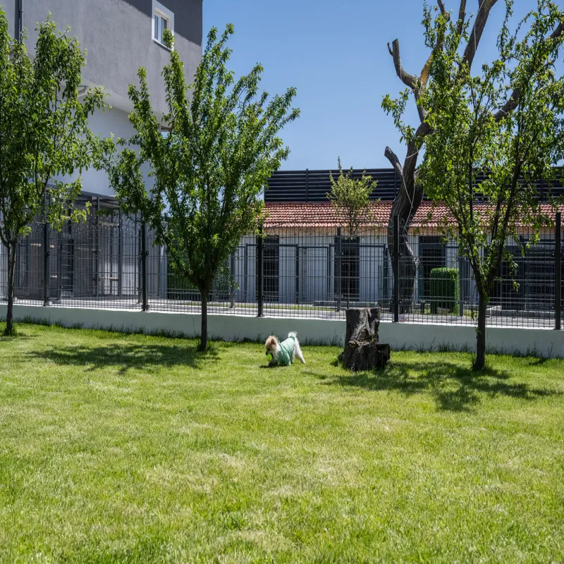 Therapy Point - Kedi ve Köpek Oteli İstanbul kedi ve köpek oteli - Galeri görseli 11/19 | PawBooking