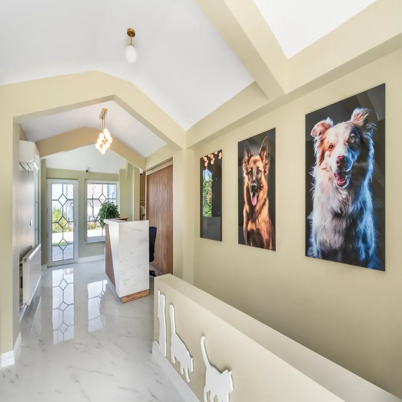 Therapy Point - Kedi ve Köpek Oteli İstanbul kedi ve köpek oteli - Galeri görseli 13/19 | PawBooking