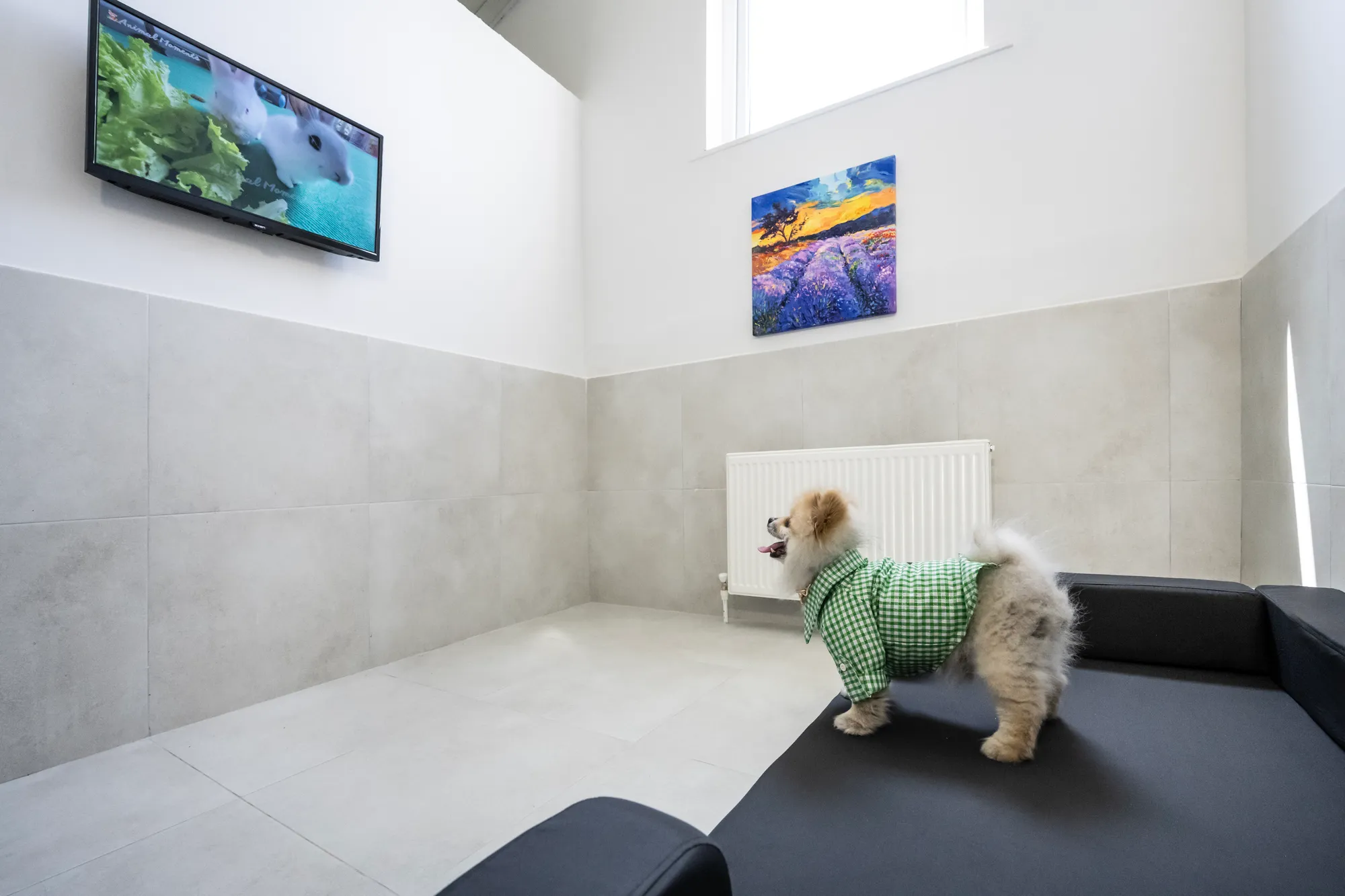 Köpek Odası - 1