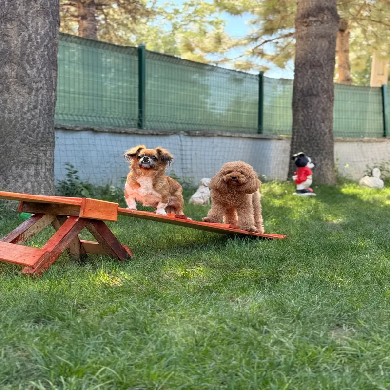 Armiçi Pet Otel Isparta kedi ve köpek oteli - Galeri görseli 5/15 | PawBooking