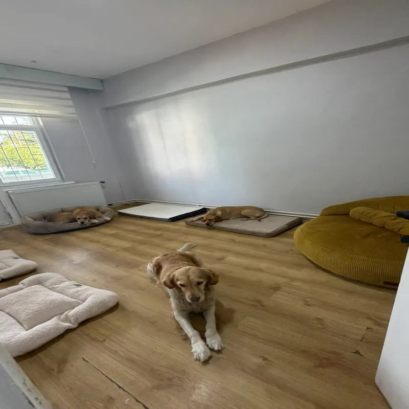 Armiçi Pet Otel Isparta kedi ve köpek oteli - Galeri görseli 14/15 | PawBooking